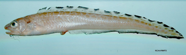image of lepophidium jeannae \(mottled cusk-eel\)