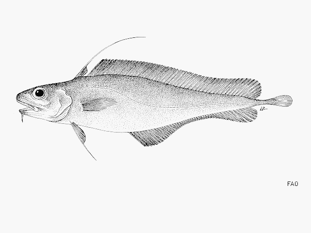 image of lepidion lepidion \(mediterranean codling\)