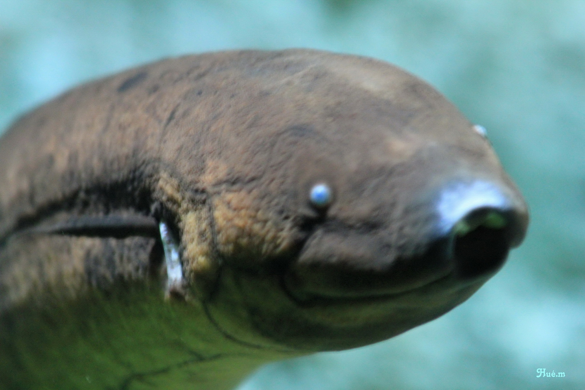 image of lepidosiren paradoxa \(south american lungfish\)