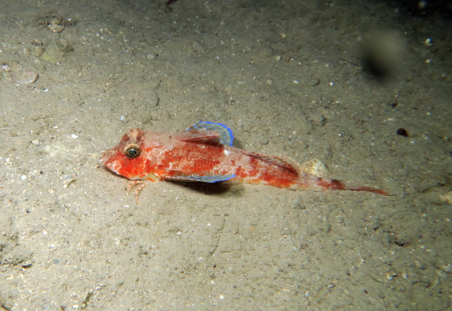 image of lepidotrigla cavillone \(large-scaled gurnard\)