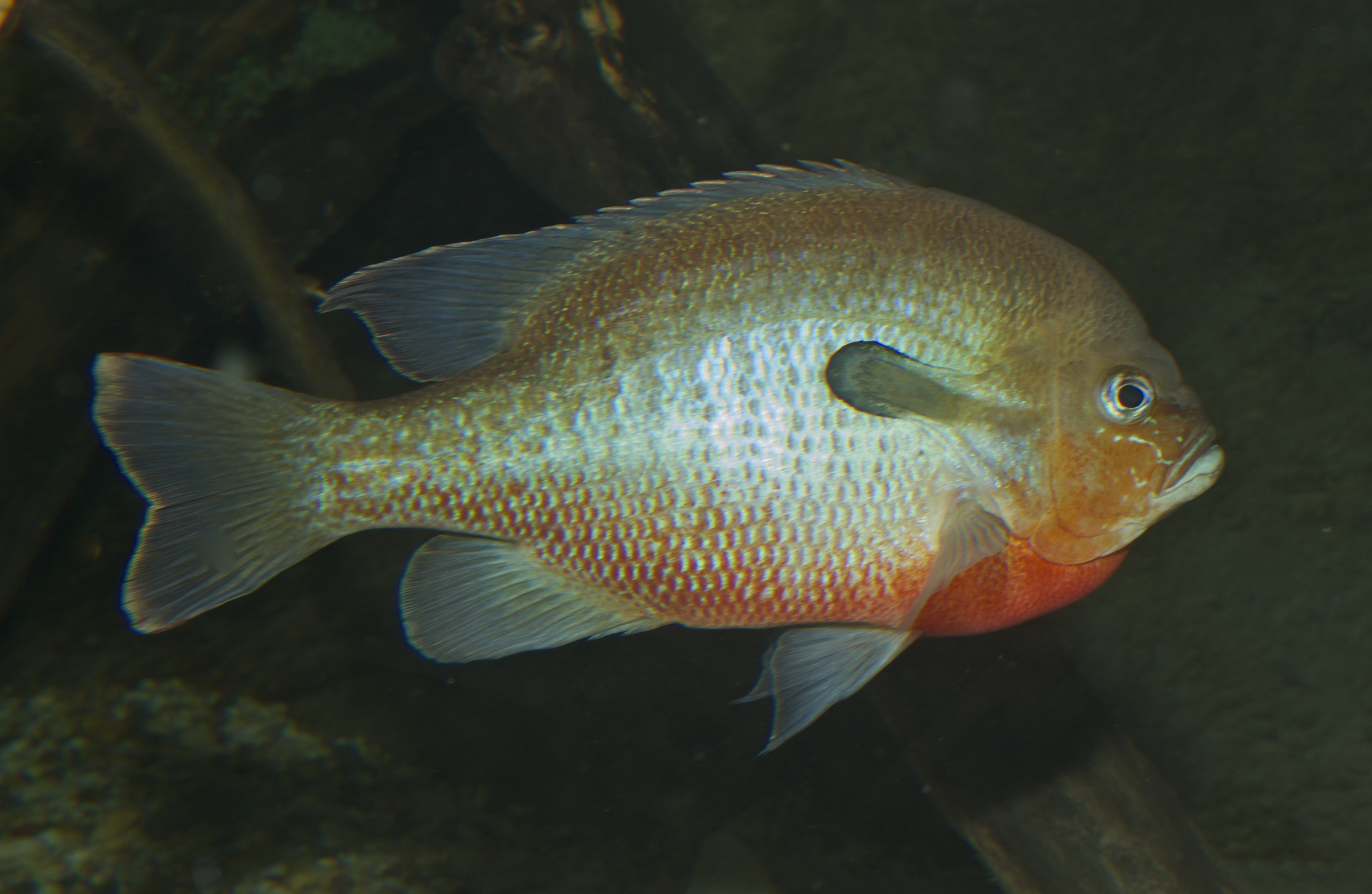 image of lepomis auritus \(redbreast sunfish\)
