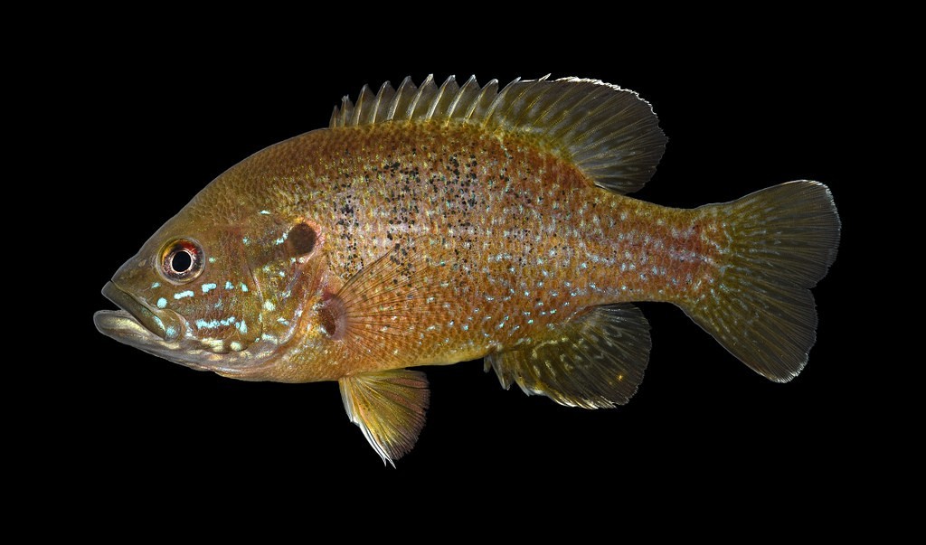 image of lepomis cyanellus \(green sunfish\)
