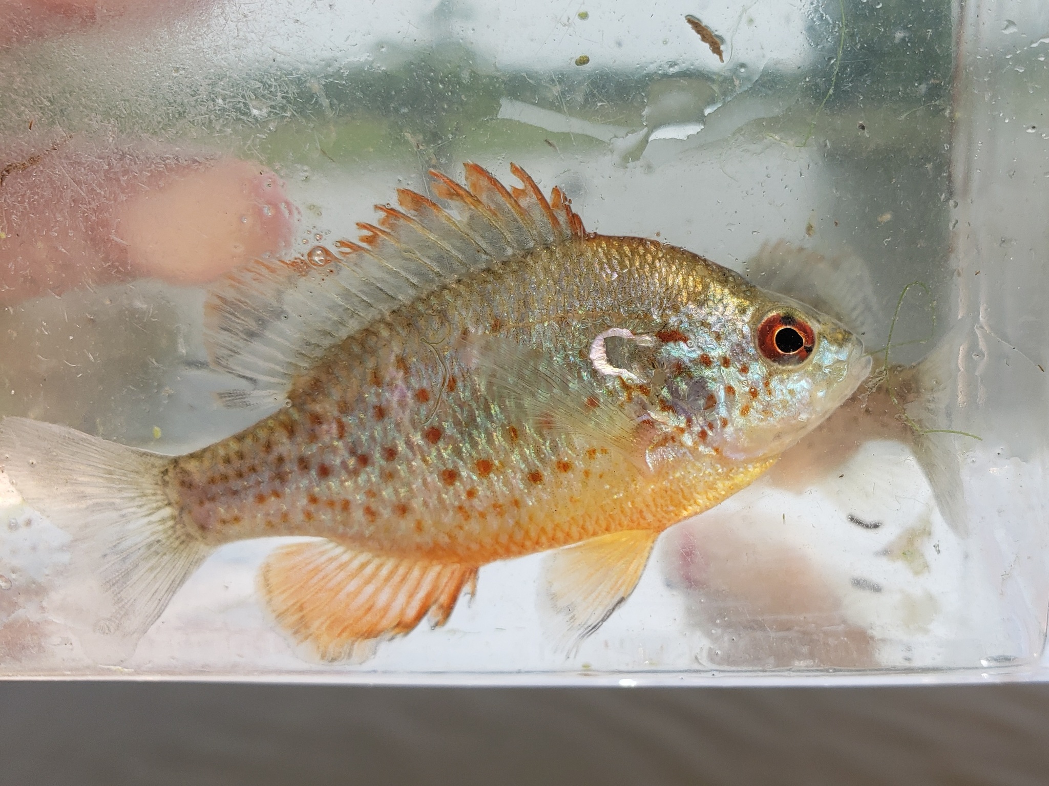 image of lepomis humilis \(orangespotted sunfish\)