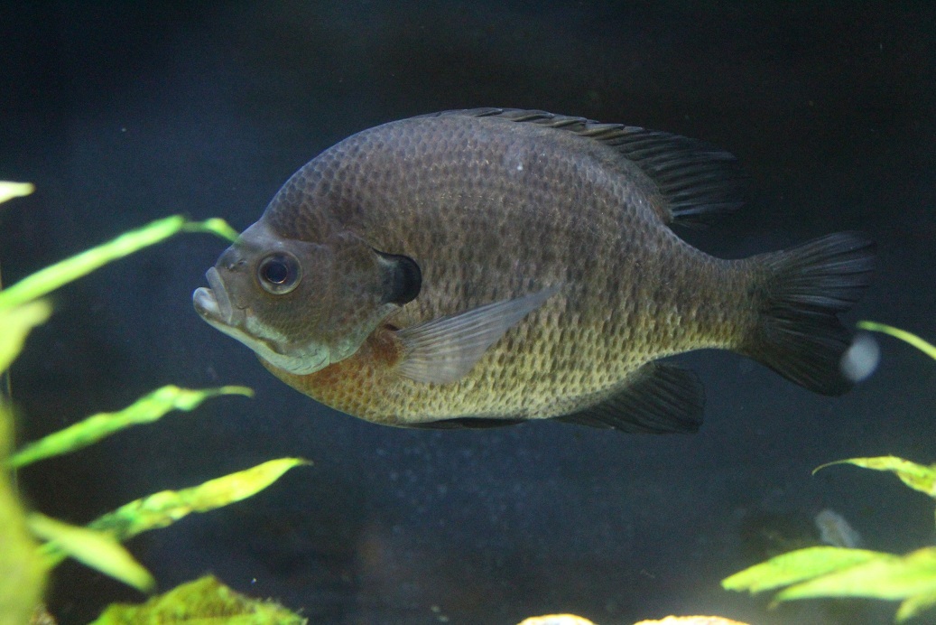 image of lepomis macrochirus \(bluegill\)