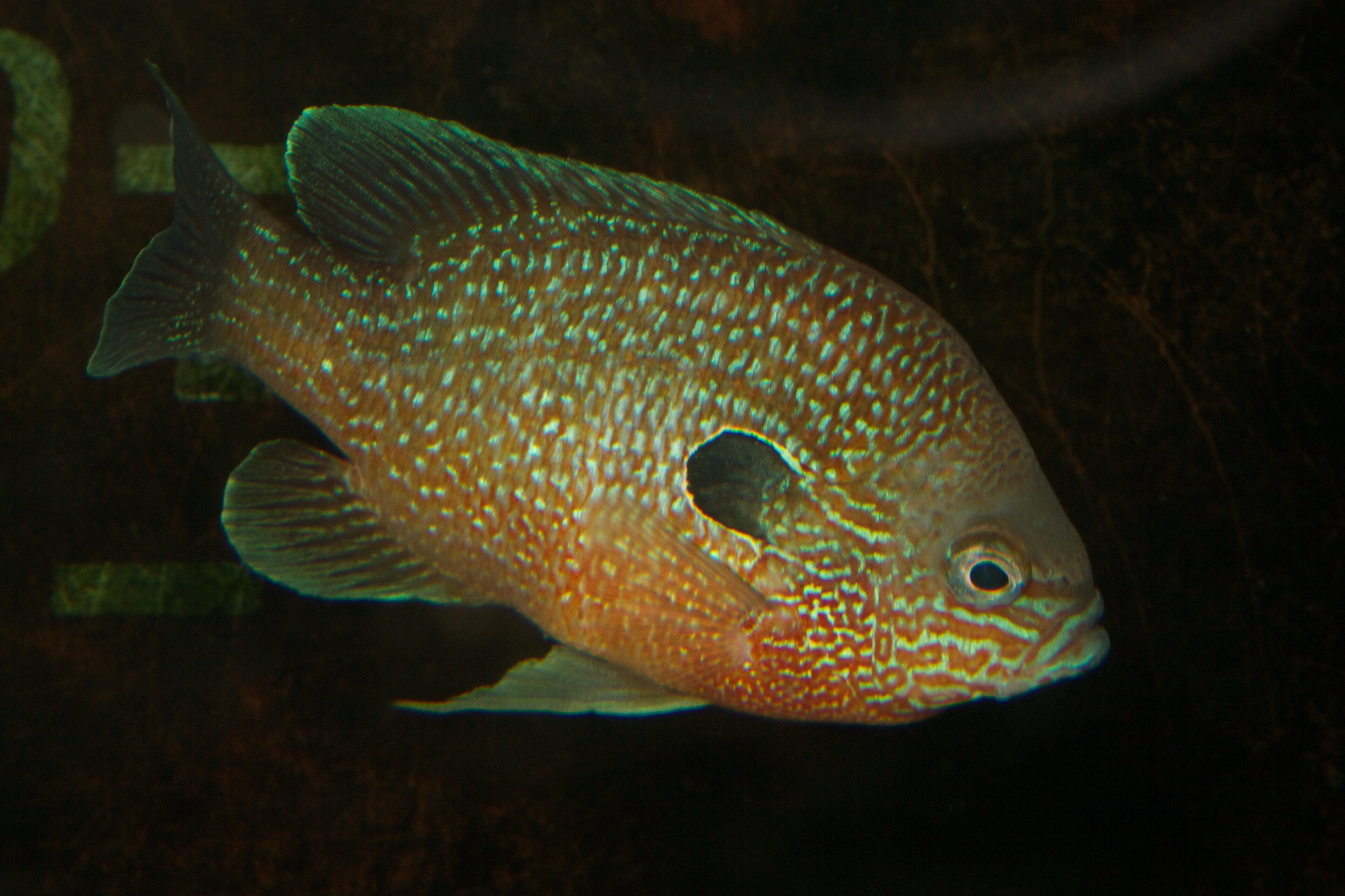 image of lepomis megalotis \(longear sunfish\)