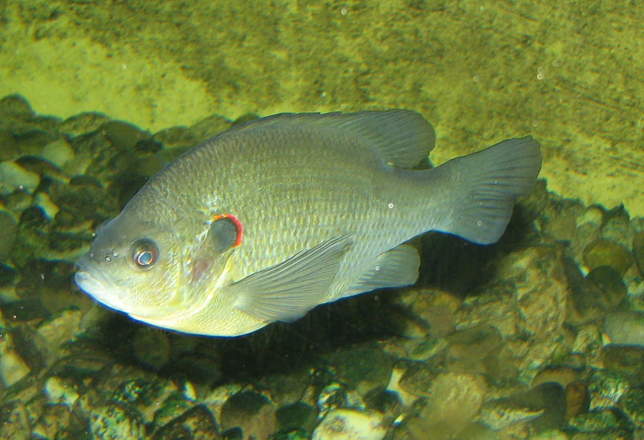 image of lepomis microlophus \(redear sunfish\)