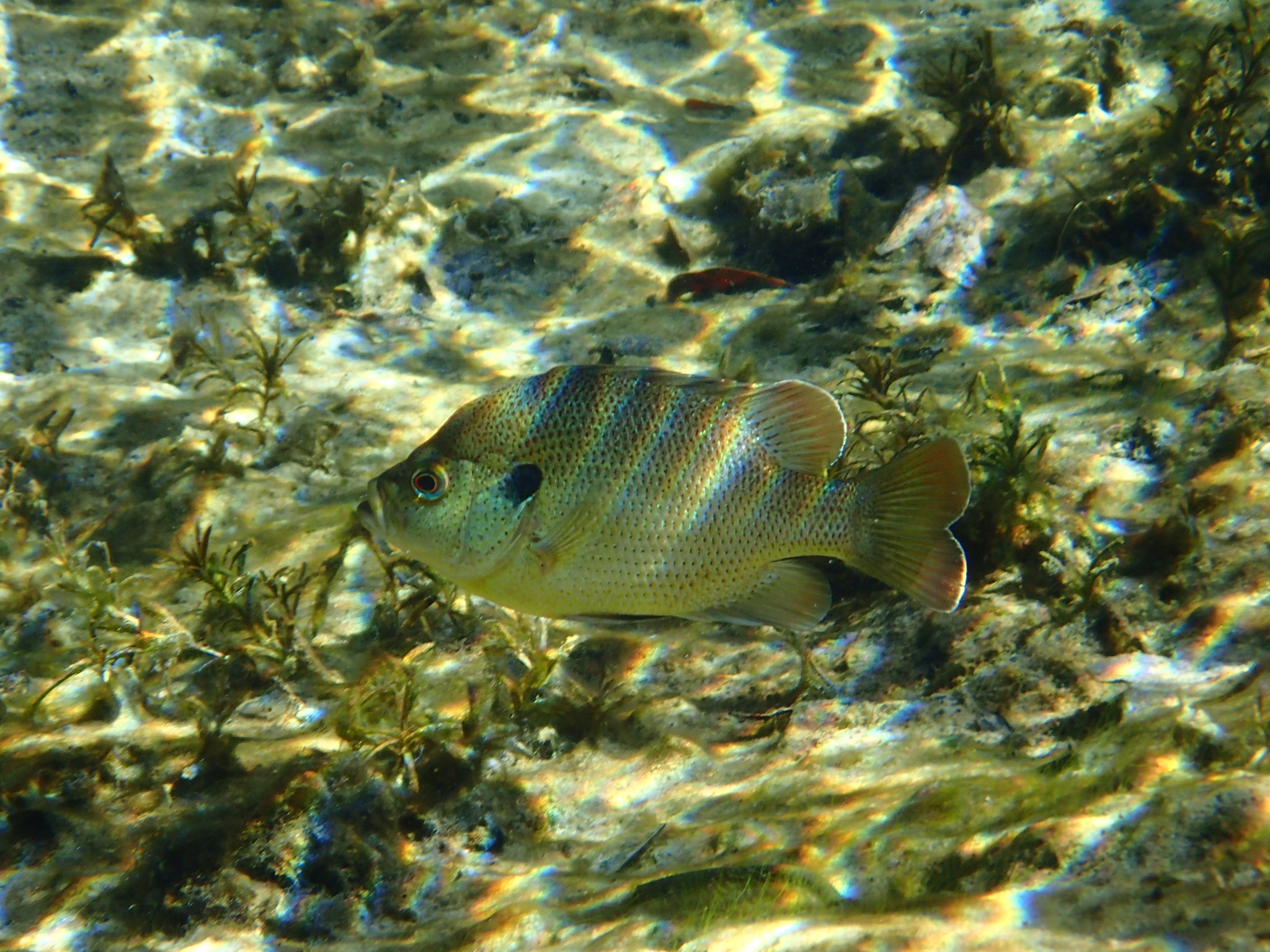 image of lepomis punctatus \(spotted sunfish\)