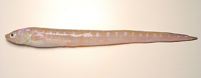 image of lepophidium profundorum \(blackrim cusk-eel\)