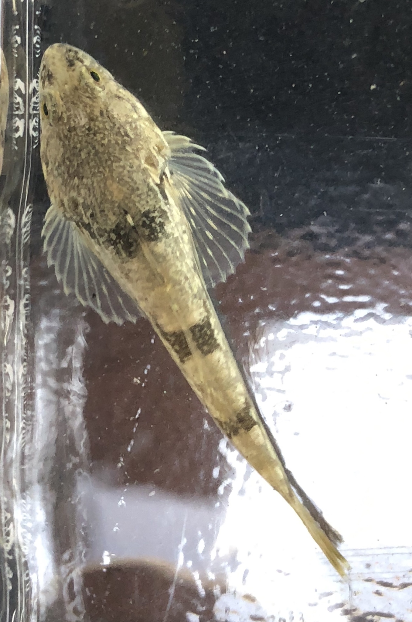 image of leptocottus armatus \(pacific staghorn sculpin\)