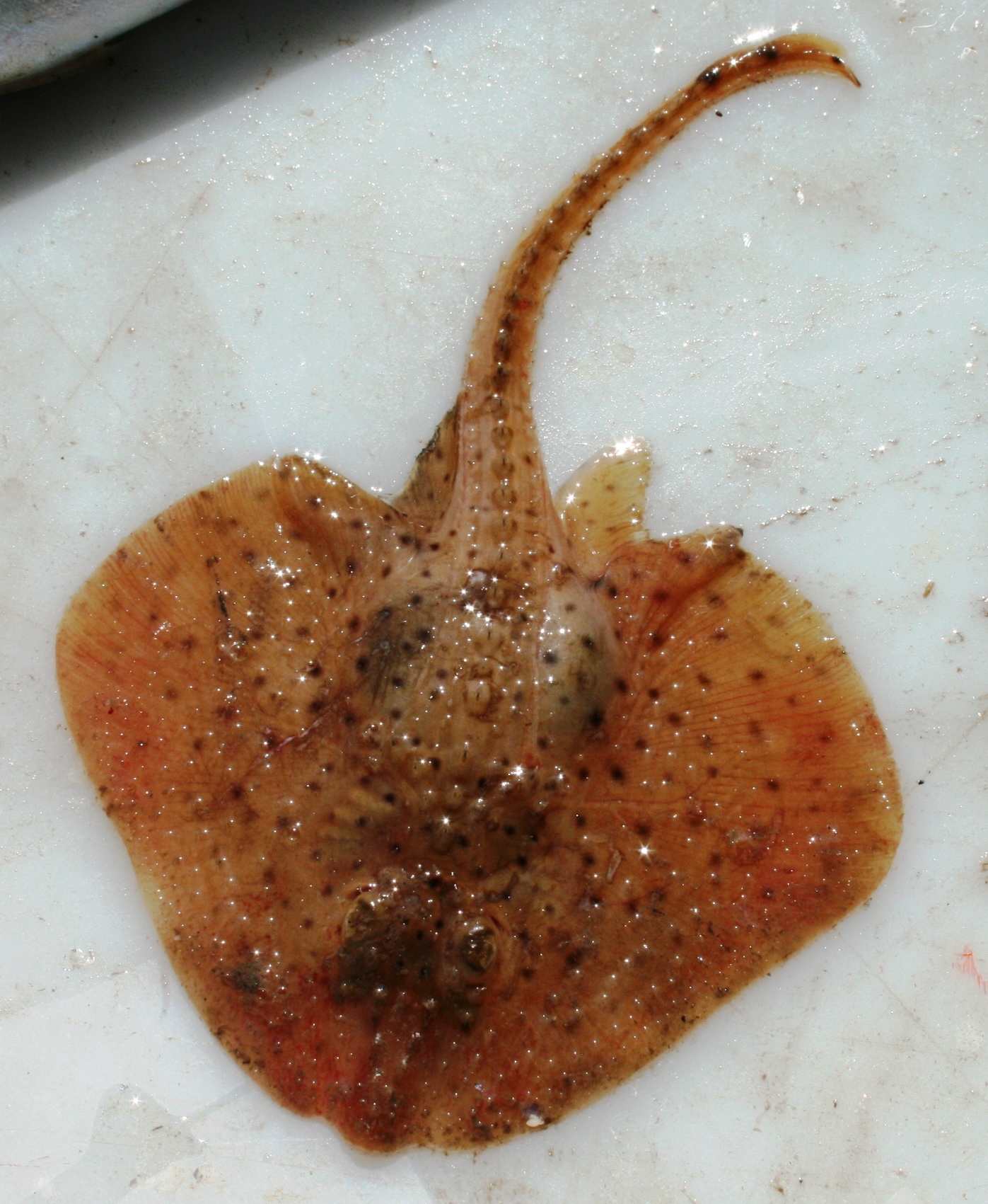 image of leucoraja erinaceus \(little skate\)