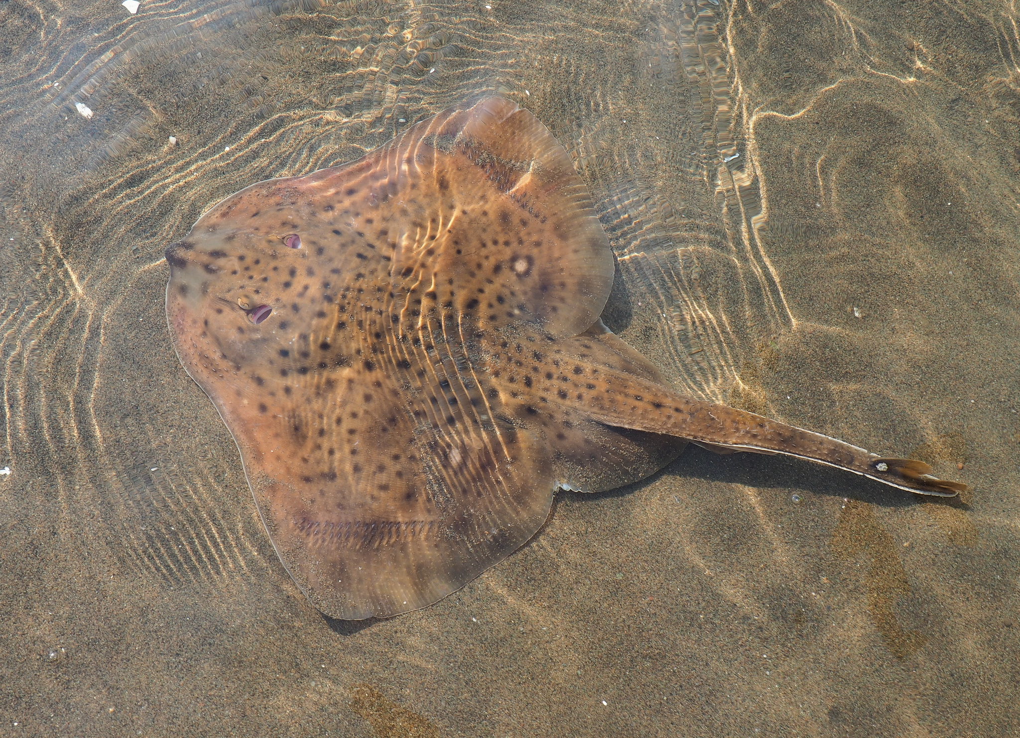 image of leucoraja ocellata \(winter skate\)