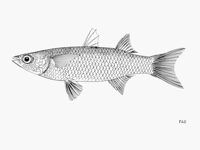 image of chelon dumerili \(grooved mullet\)