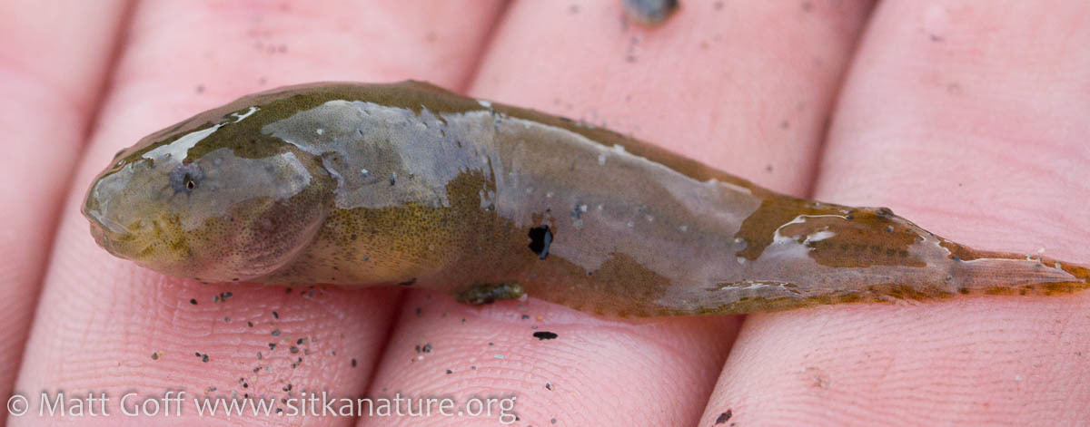 image of liparis florae \(tidepool snailfish\)