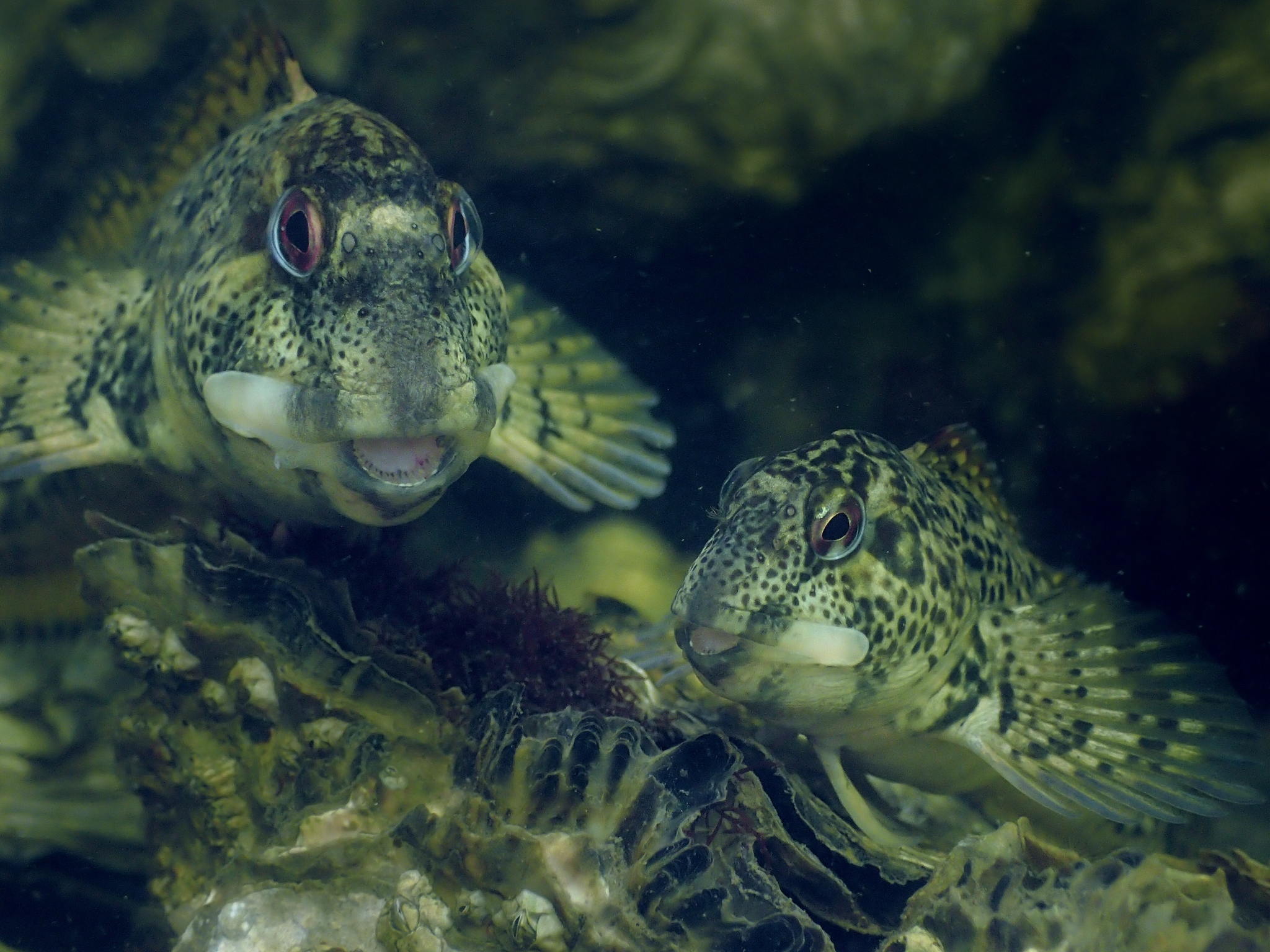 image of lipophrys pholis \(shanny\)