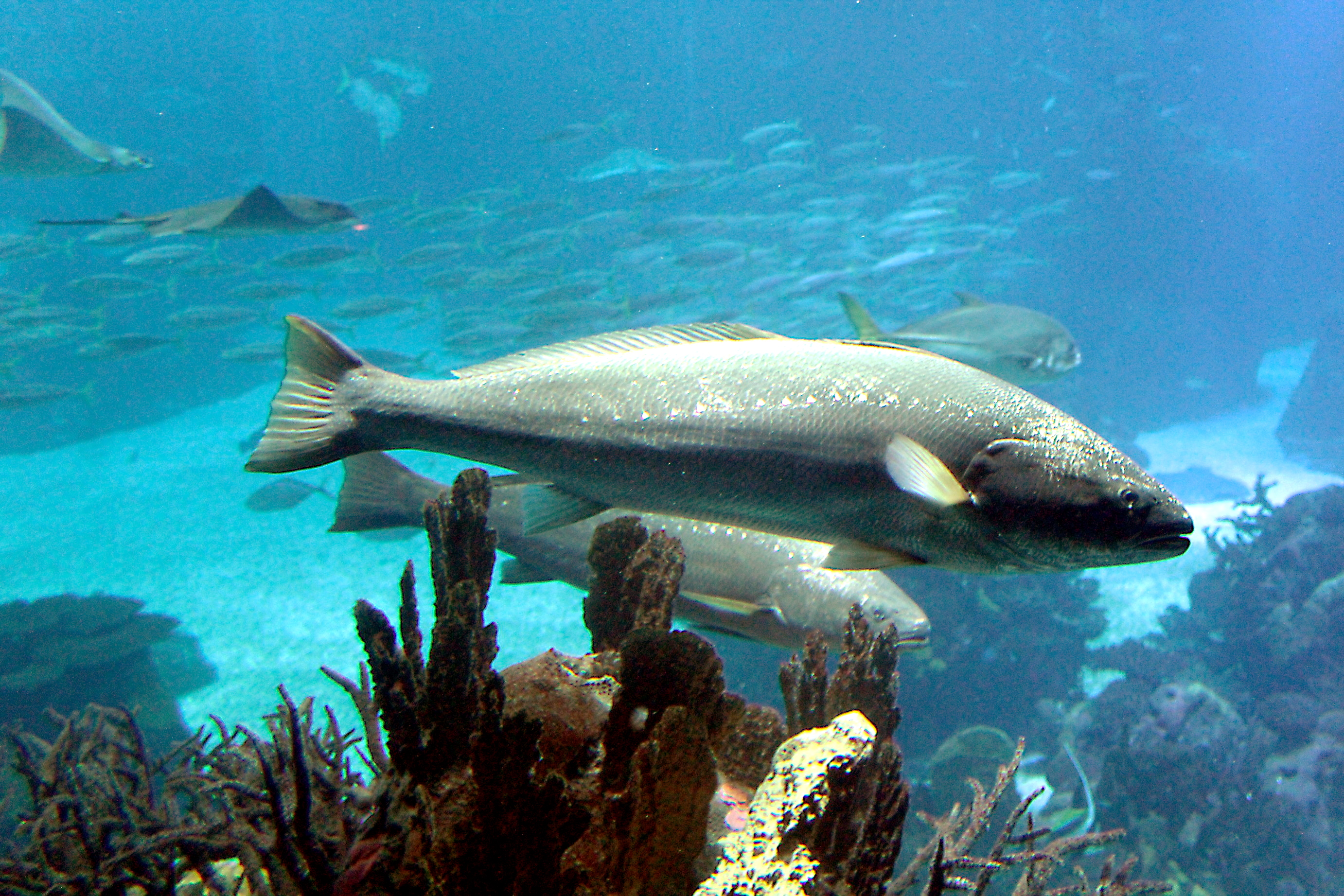 image of argyrosomus regius \(meagre\)