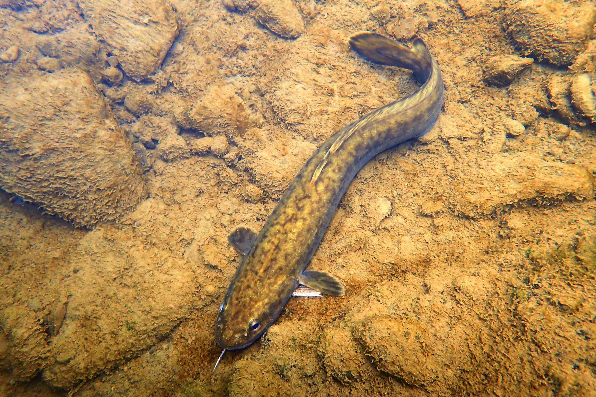 image of lota lota \(burbot\)