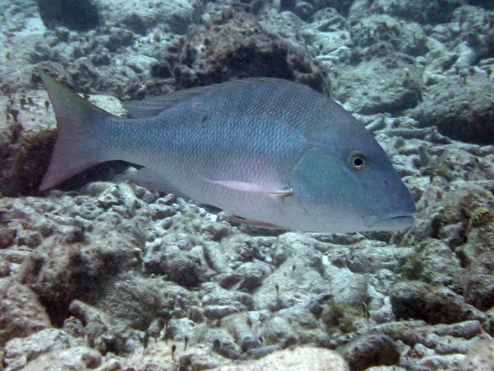 image of lutjanus analis \(mutton snapper\)