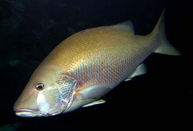 image of lutjanus jocu \(dog snapper\)
