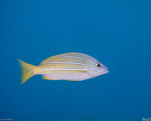 image of lutjanus kasmira \(common bluestripe snapper\)