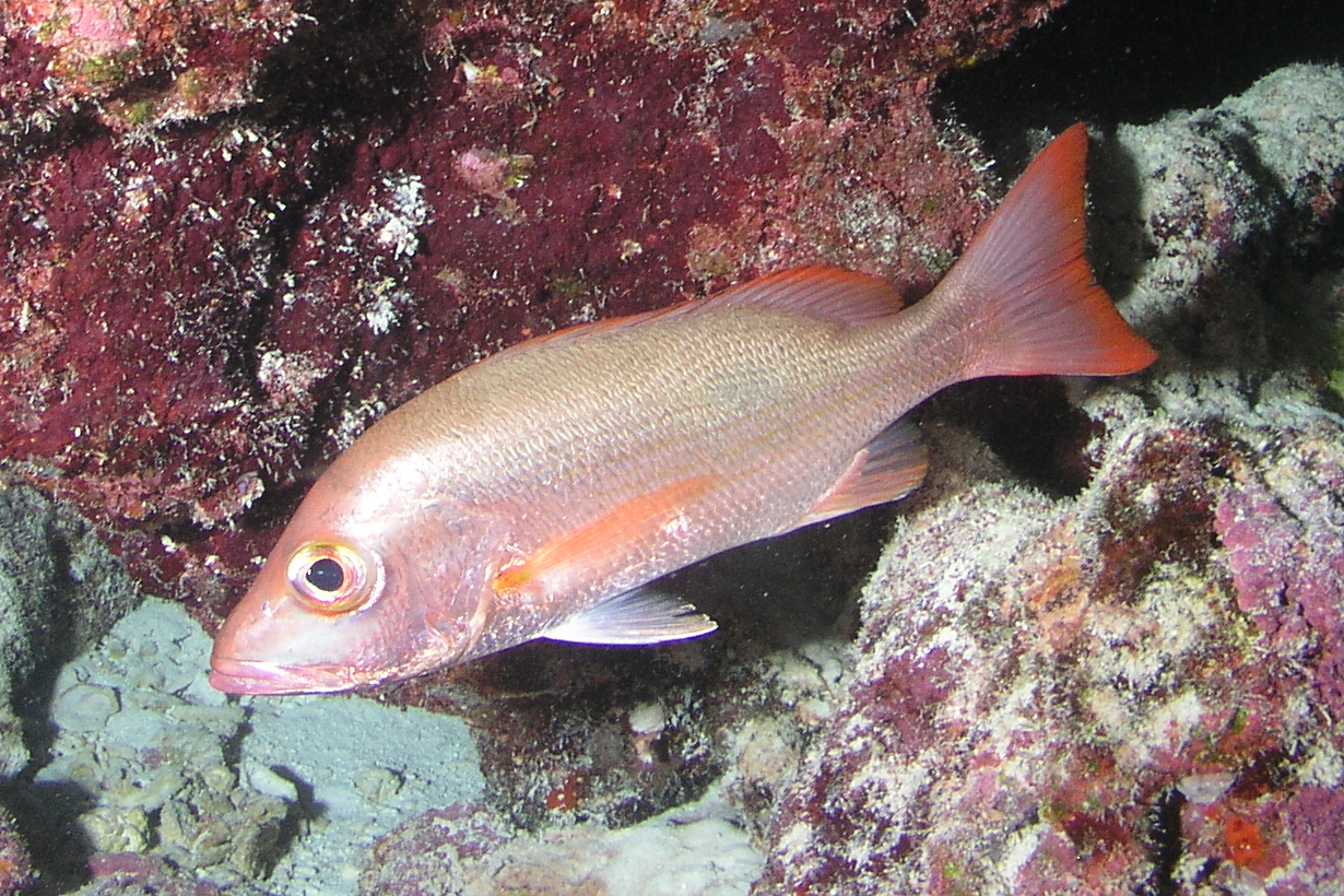 image of lutjanus mahogoni \(mahogany snapper\)