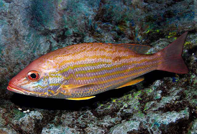 image of lutjanus synagris \(lane snapper\)