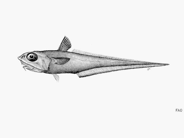 image of macrourus berglax \(roughhead grenadier\)