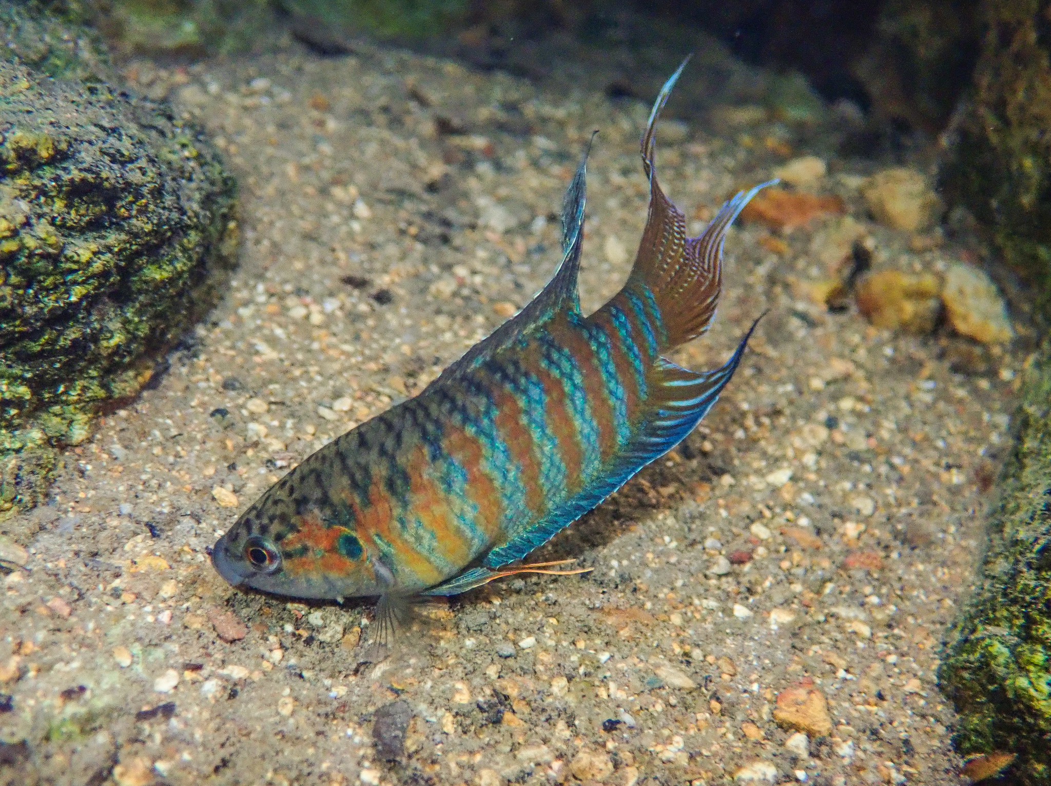 image of macropodus opercularis \(paradisefish\)