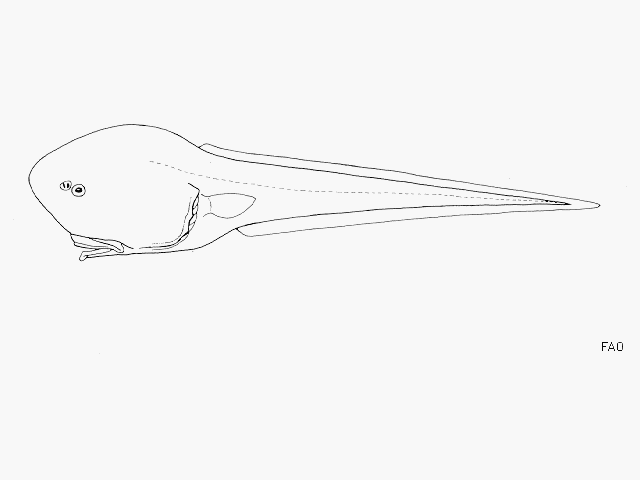 image of macrouroides inflaticeps \(inflated whiptail\)