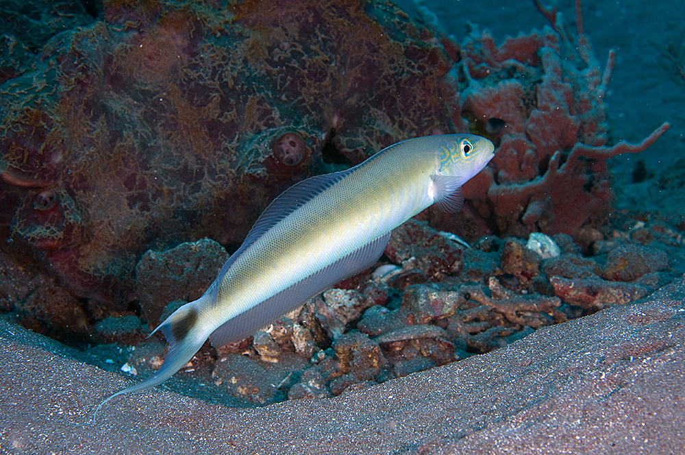 image of malacanthus plumieri \(sand tilefish\)