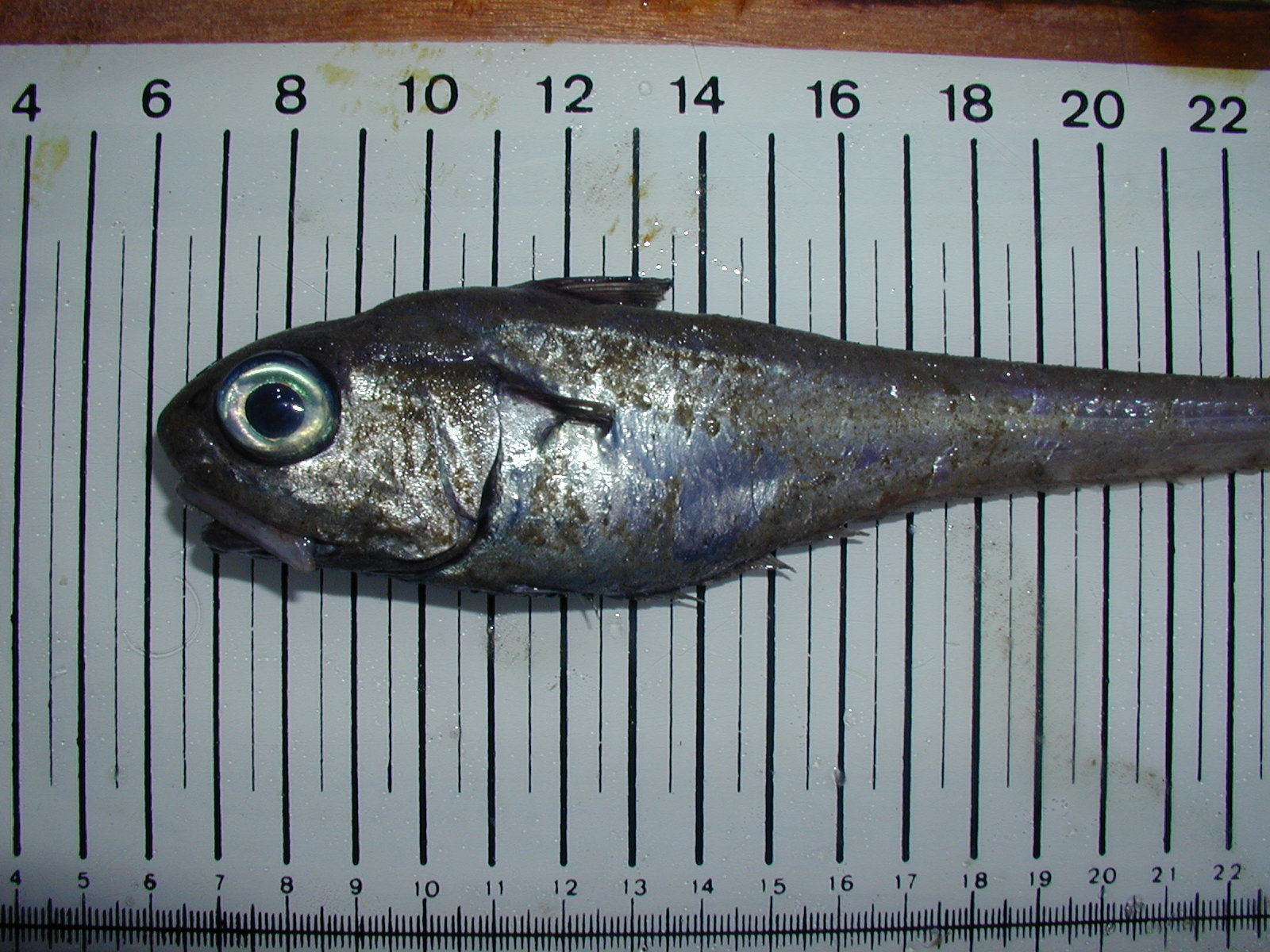 image of malacocephalus laevis \(softhead grenadier\)