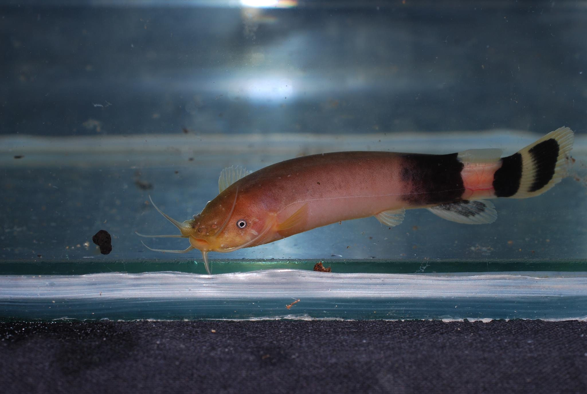 image of malapterurus beninensis