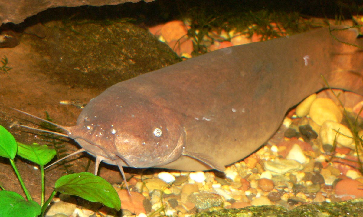image of malapterurus electricus \(electric catfish\)