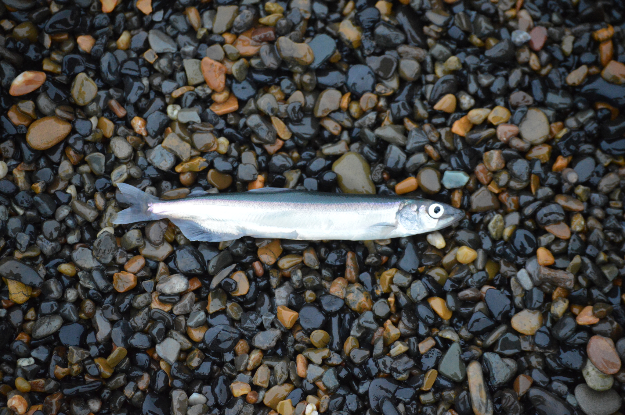 image of mallotus villosus \(capelin\)