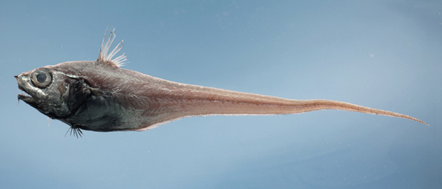 image of malacocephalus occidentalis \(western softhead grenadier\)