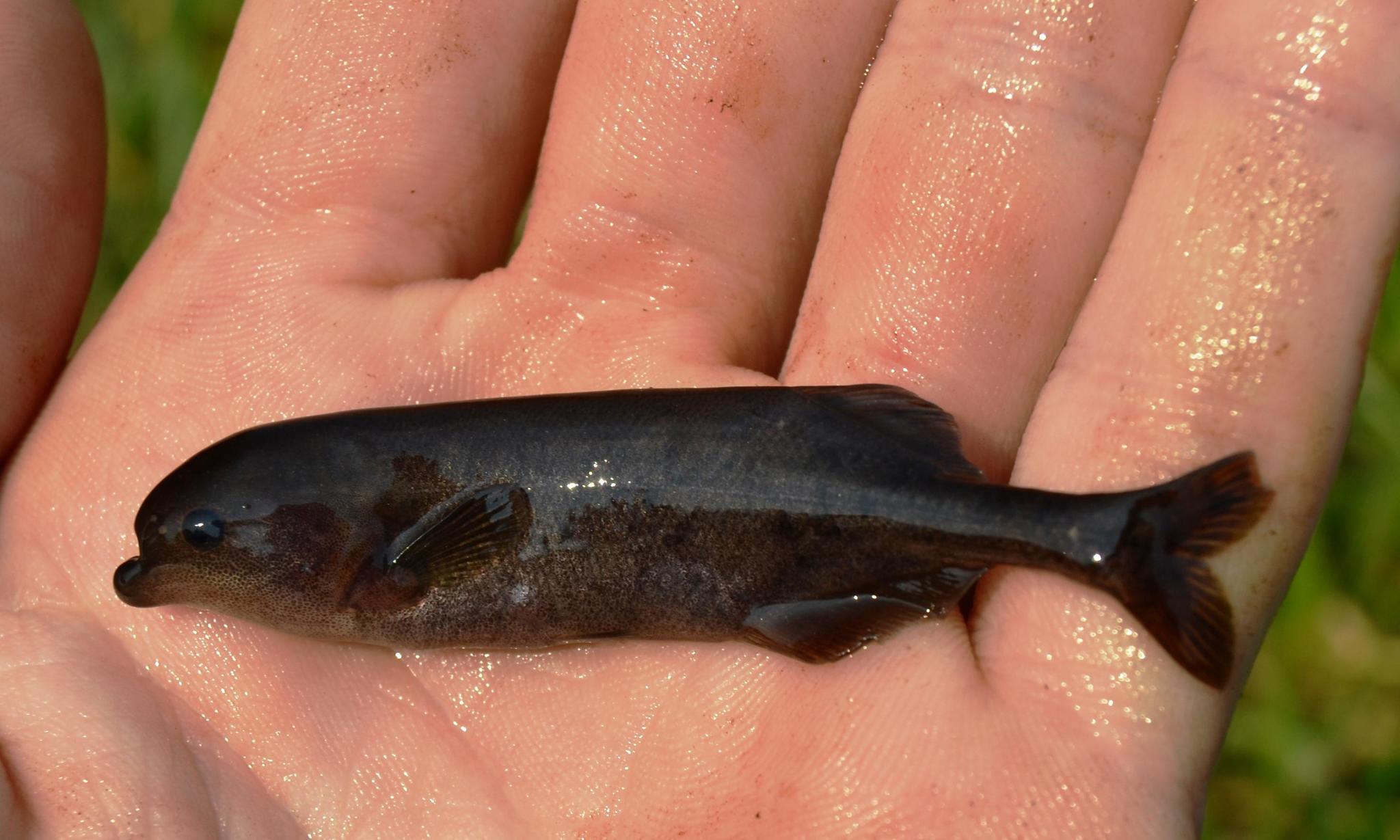 image of marcusenius macrolepidotus \(bulldog\)