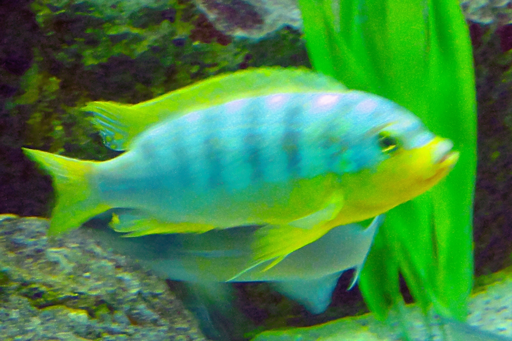 image of maylandia aurora