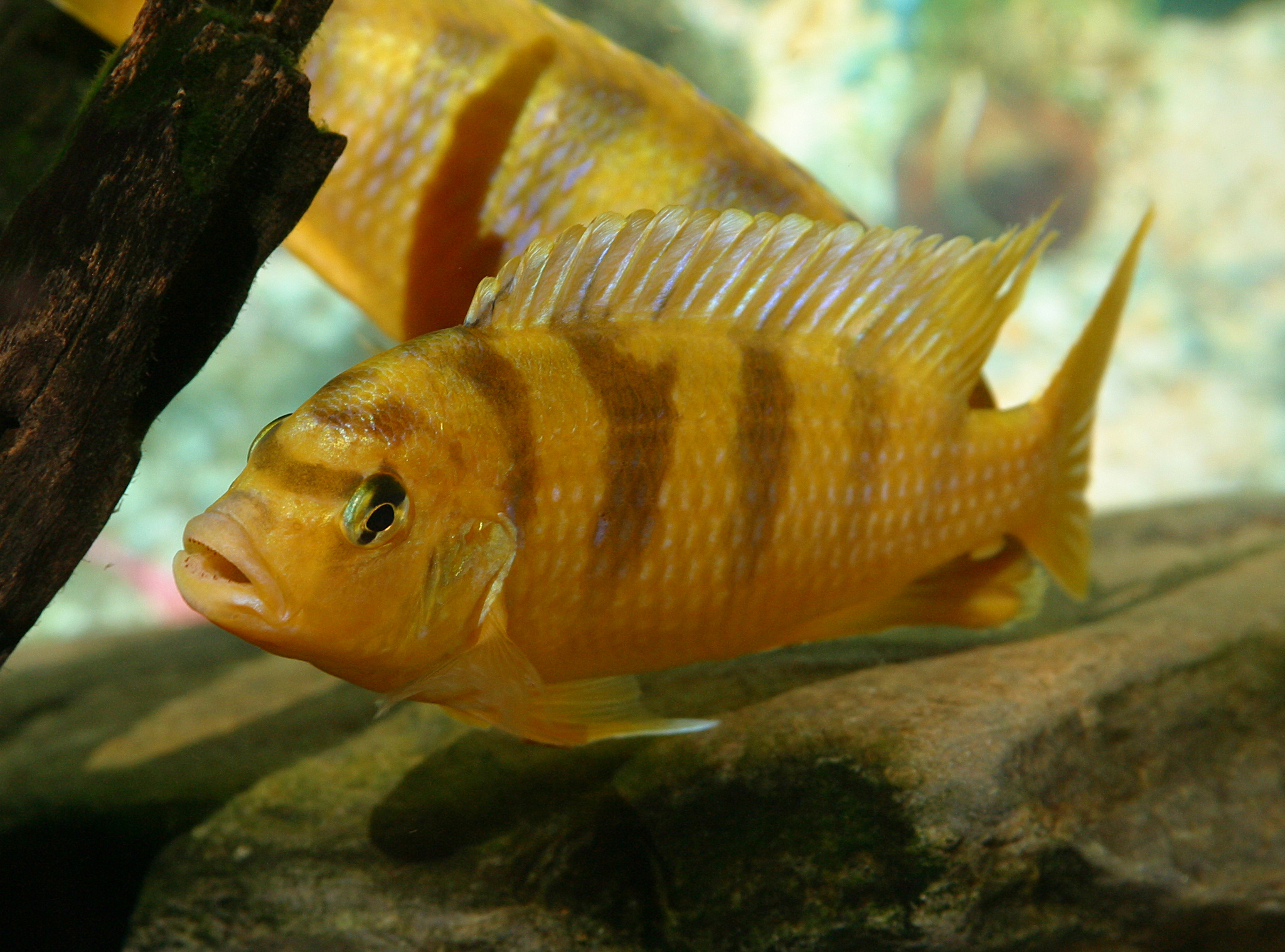 image of maylandia lombardoi