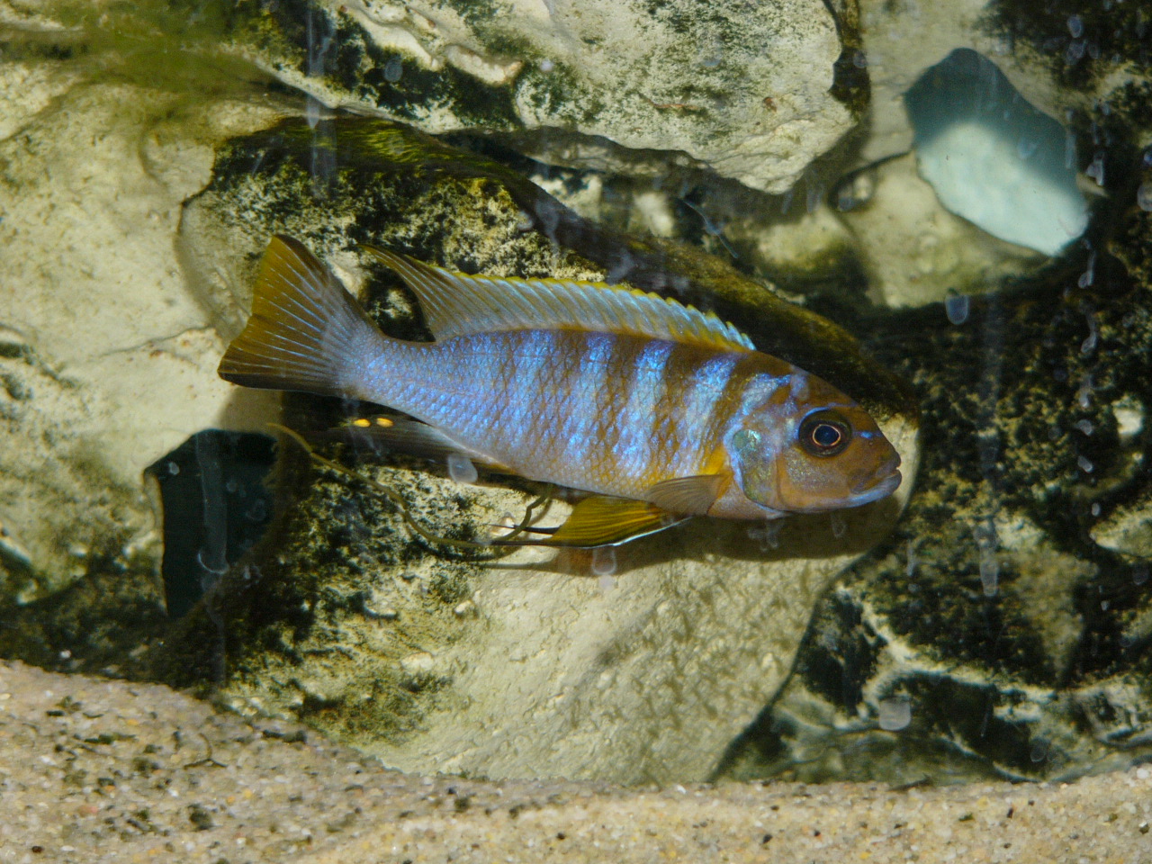 image of maylandia zebra \(zebra mbuna\)
