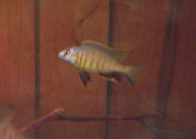 image of mchenga conophoros