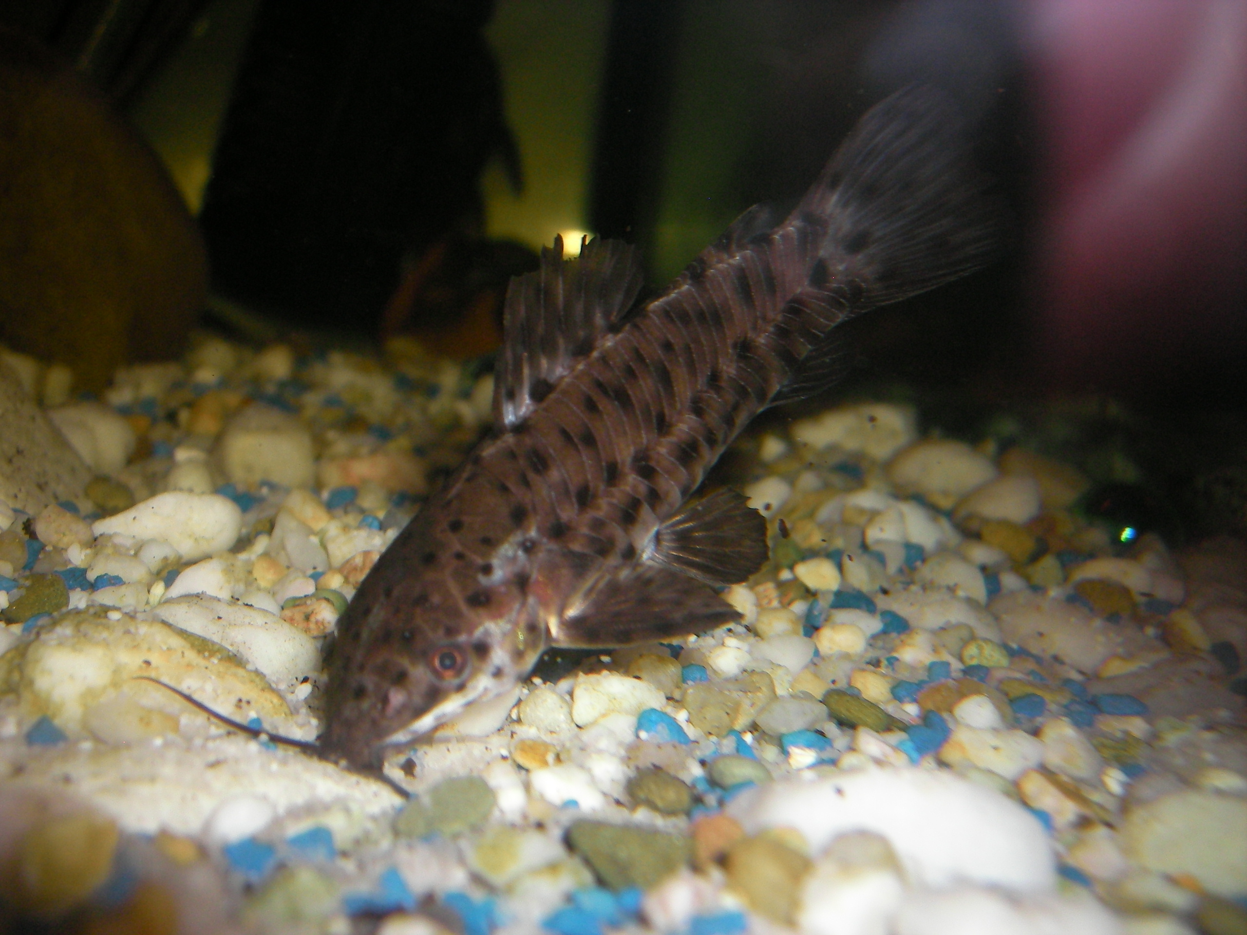image of megalechis thoracata