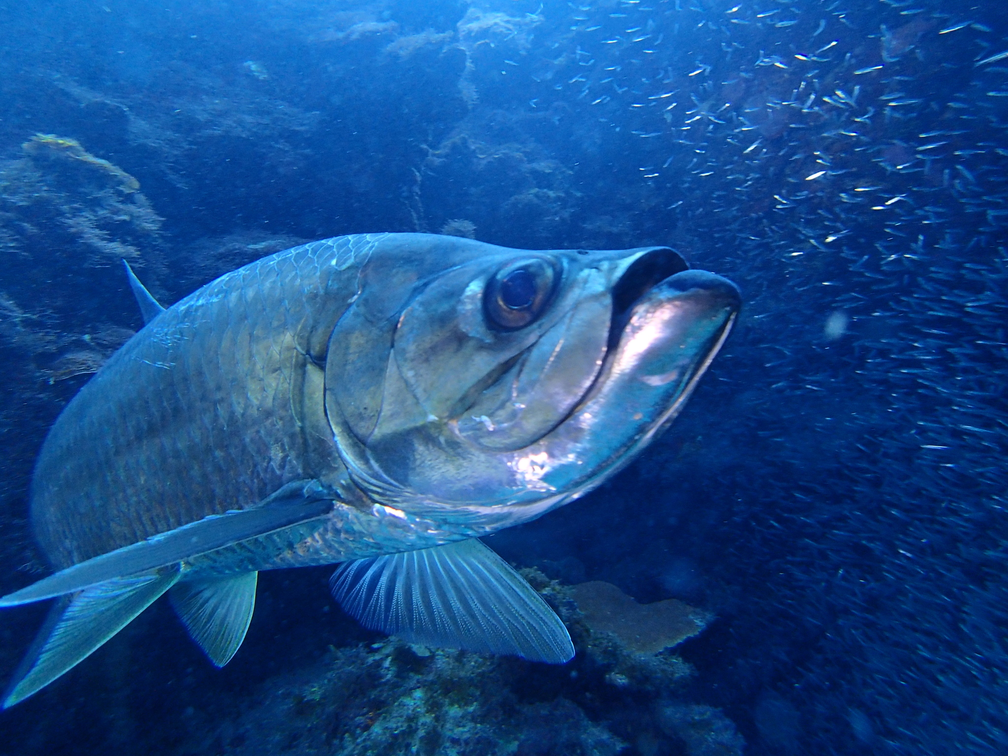 image of megalops atlanticus \(tarpon\)