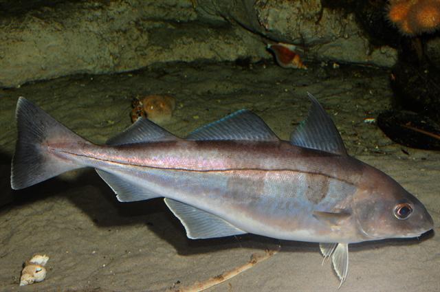 image of melanogrammus aeglefinus \(haddock\)