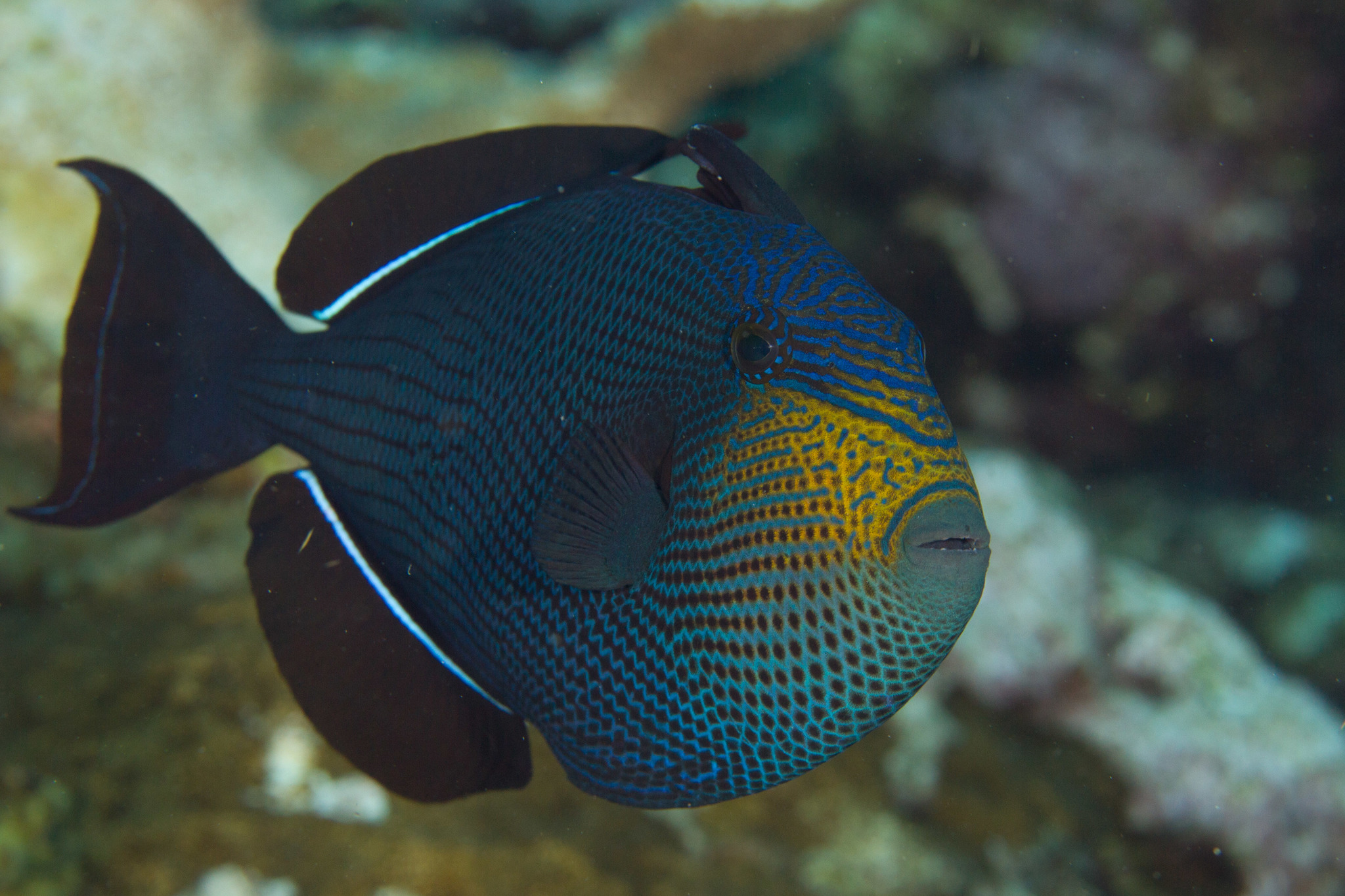 image of melichthys niger \(black triggerfish\)