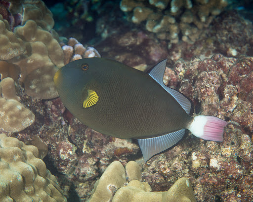 image of melichthys vidua \(pinktail triggerfish\)