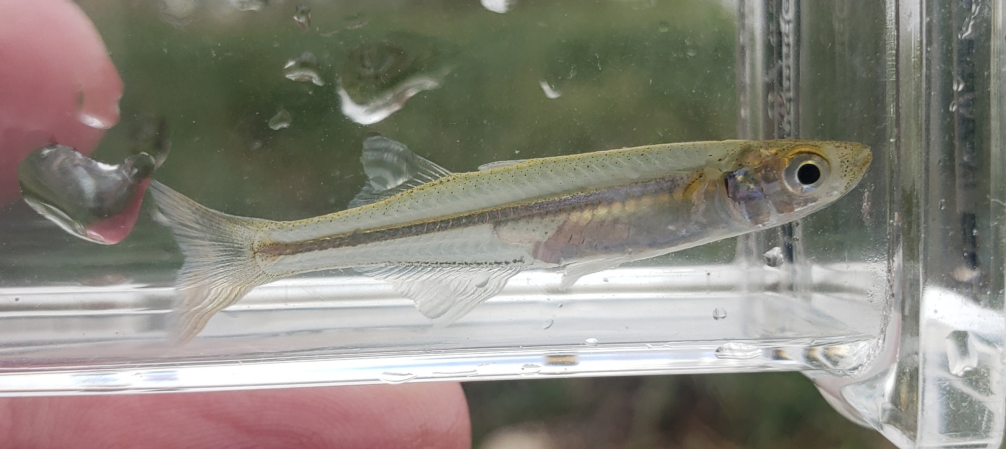image of menidia beryllina \(inland silverside\)
