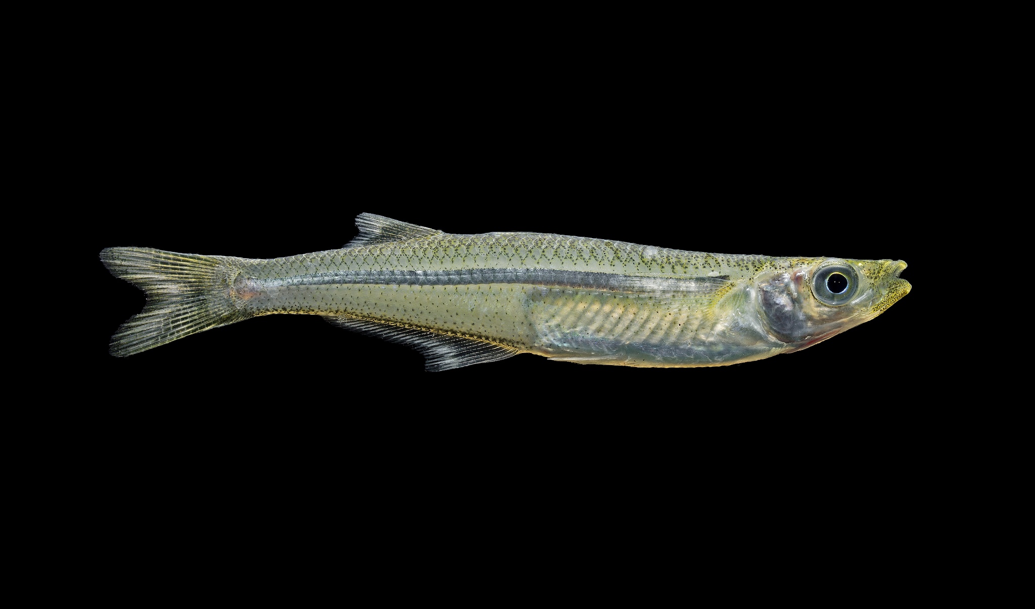 image of menidia menidia \(atlantic silverside\)
