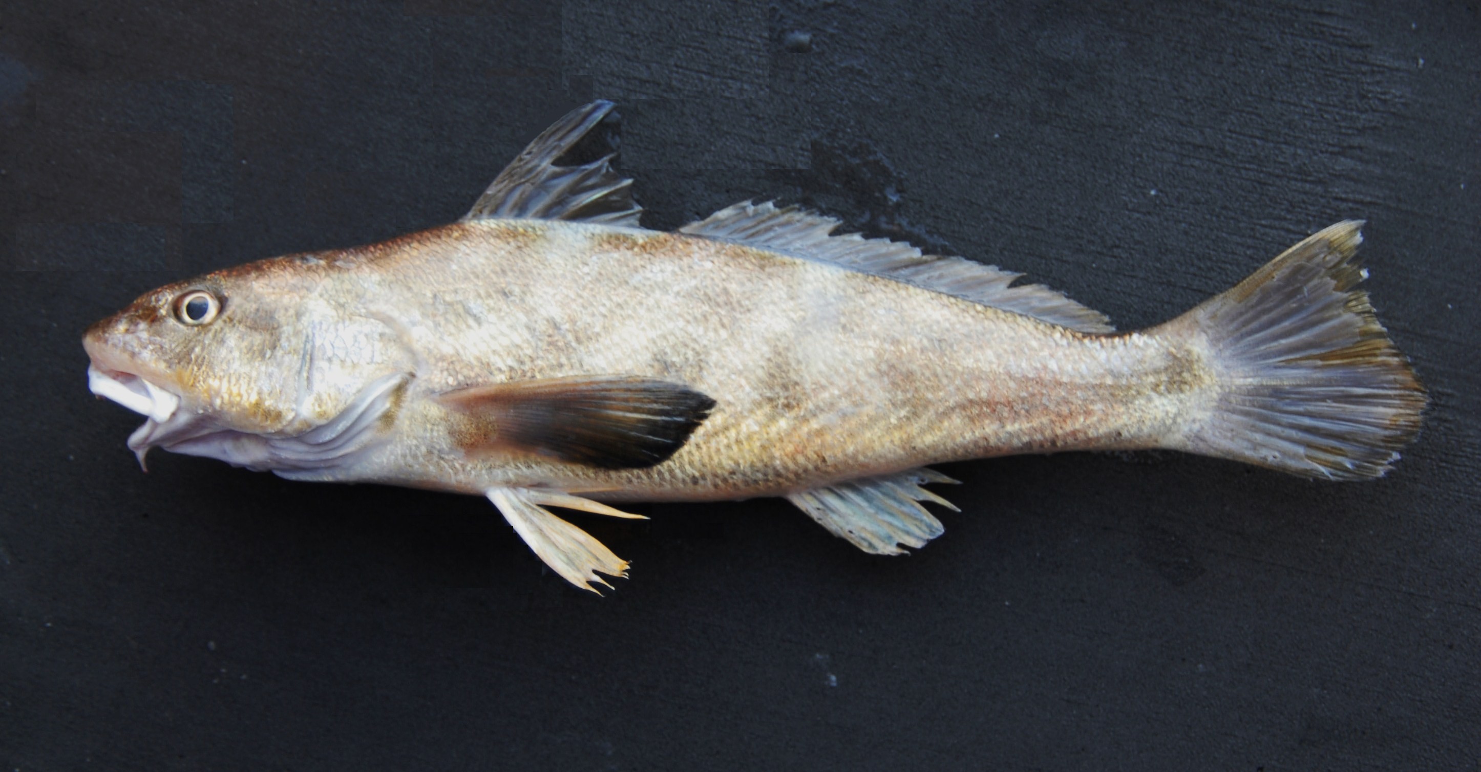 image of menticirrhus americanus \(southern kingcroaker\)