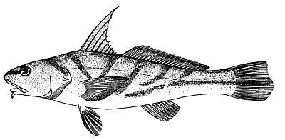 image of menticirrhus saxatilis \(northern kingfish\)