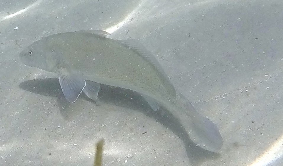 image of menticirrhus undulatus \(california kingcroaker\)