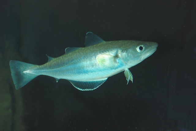 image of merlangius merlangus \(whiting\)